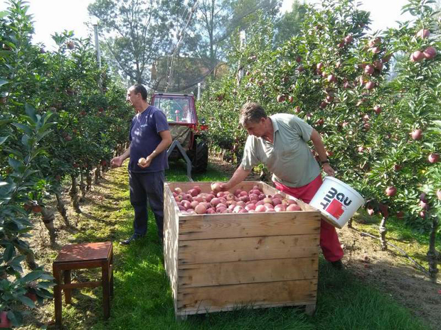 Берба јабука у пуном јеку 